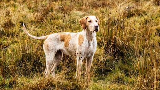 cão Foxhound no campo