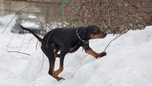 Pinscher alemão a brincar na neve