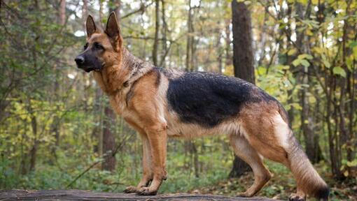 Cão de pastor alemão na floresta