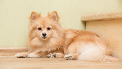 Brown Mittel German Spitz deitado na escada