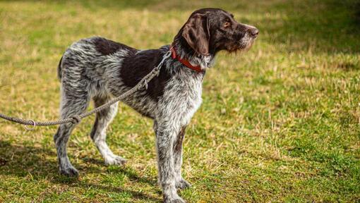 cão Braco Alemão de pelo duro