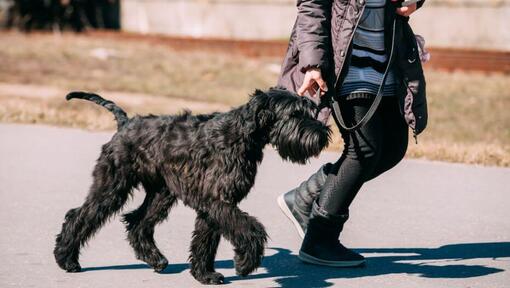 Schnauzer gigante a andar na coleira