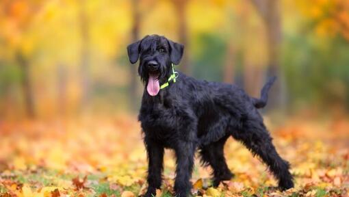 Filhote de Schnauzer gigante na floresta de outono