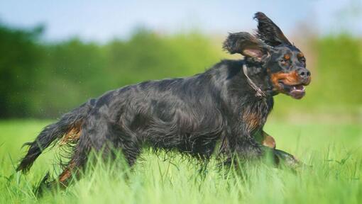 Cachorro a correr na relva