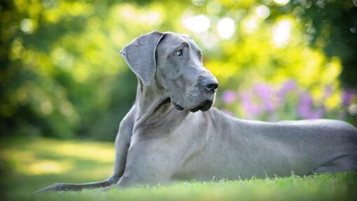 cão Dogue Alemão deitado