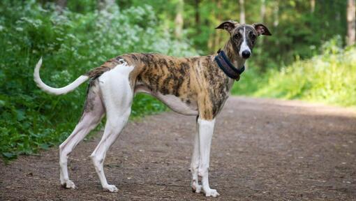 cão Galgo Inglês a andar na floresta