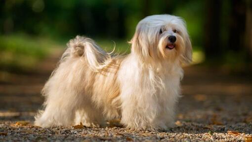 cão bichon havanês na floresta