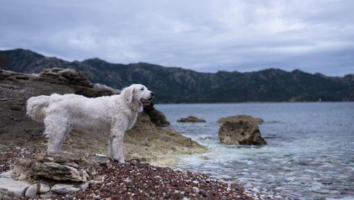 Húngaro Kuvasz de pé na praia à beira do lago