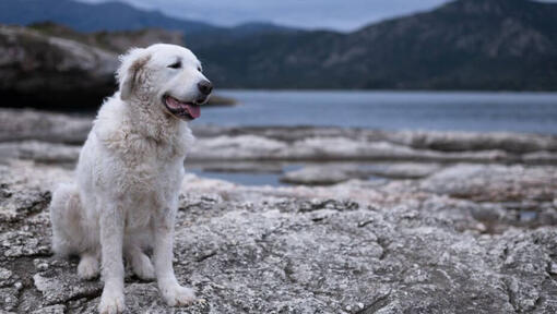 Húngaro Kuvasz de pé na praia à beira do lago e floresta