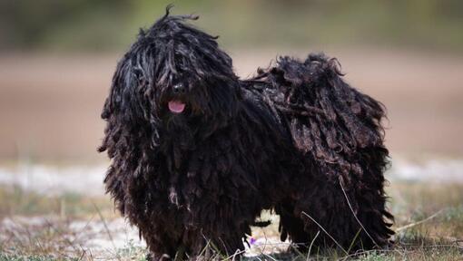 O pequeno Puli húngaro de pé perto da floresta