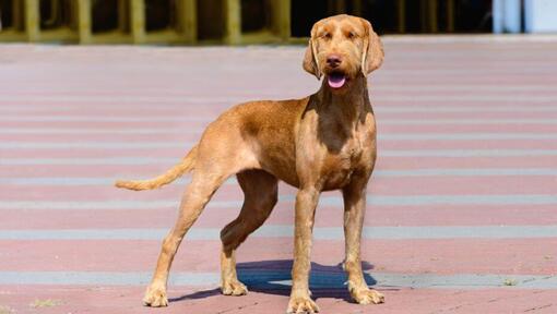 Vizsla de cabelo de arame húngaro a andar na cidade