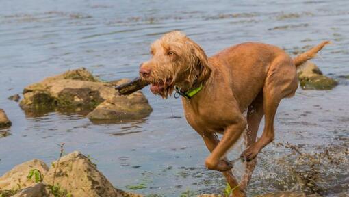 Húngaro Wire Haired Vizsla a jogar e a saltar no rio