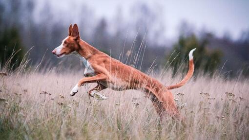 Cão de Ibizan saltando no campo