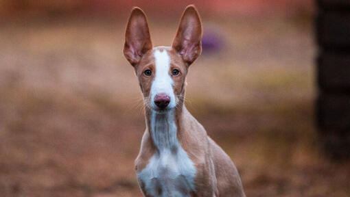 cão Podengo Ibicenco a olhar