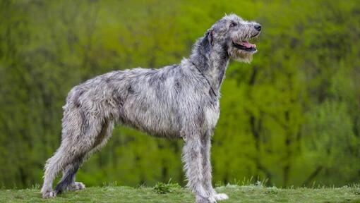 Irish Wolfhound de pé perto da floresta
