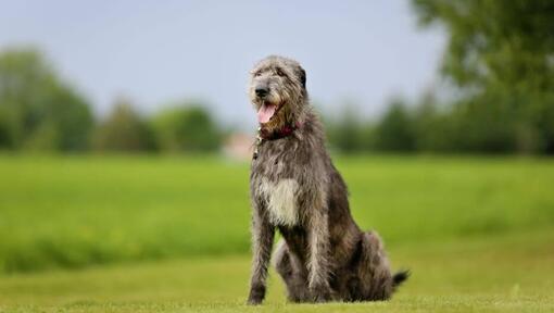 Irish Wolfhound de pé na relva num dia quente de primavera