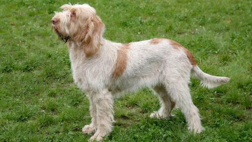 Spinone italiano em pé na relva