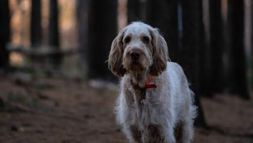 Cachorro parado na floresta escura