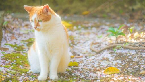 Gato de cabelo comprido Bobtail japonês a andar no parque