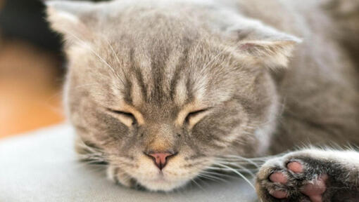 Gato de cabelo comprido Bobtail japonês a dormir