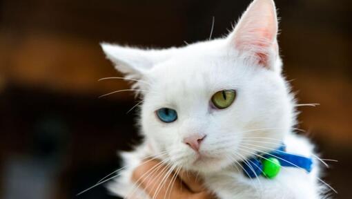 Cabelo Curto Bobtail Japonês a olhar para alguém