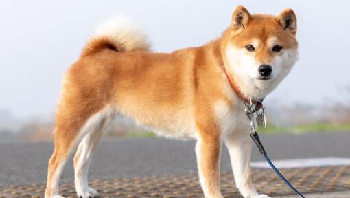 O japonês Shiba Inu de pé perto dos campos