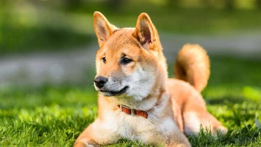 O japonês Shiba Inu deitado na relva