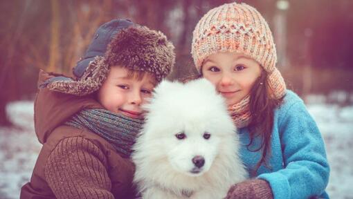 Spitz japonês com dois filhos