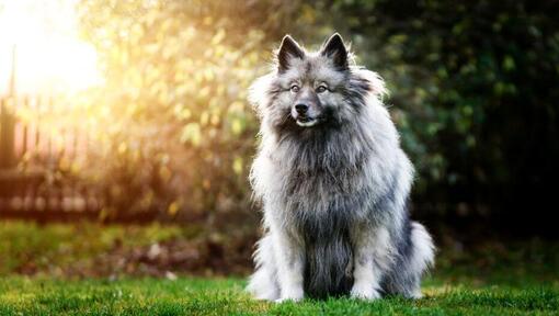 Keeshond em pé no quintal