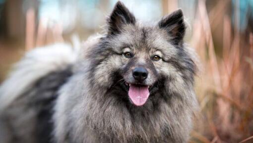 Keeshond com a língua para cima