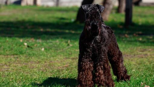 Kerry Blue Terrier em pé na relva