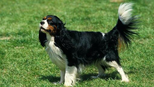 King Charles Spaniel de pé na relva e o vento soprando uma pele