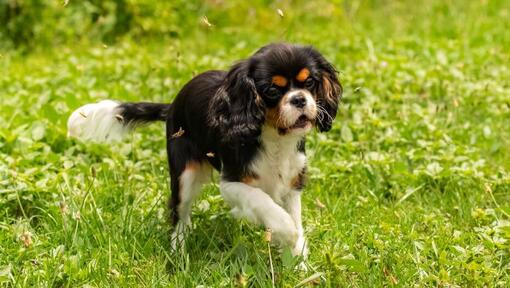 King Charles Spaniel a brincar no jardim