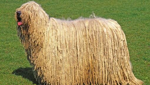 Komondor com a língua para cima