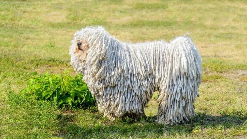 cão Komondor no campo