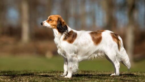 Kooikerhondje de pé no jardim num dia quente de verão