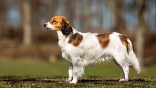 Kooikerhondje de pé no jardim num dia quente de verão