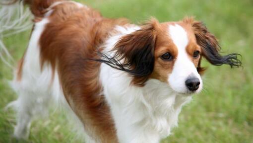 Kooikerhondje a jogar no quintal