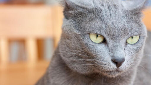 Korat gato parece pensativo