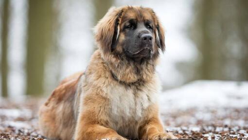 Leonberger deitado perto de uma floresta de neve