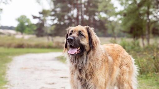 Leonberger parado num caminho perto da floresta