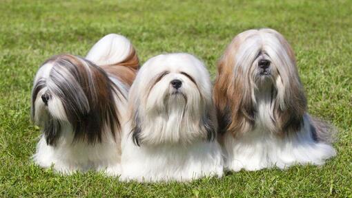 Três Lhasa Apso estão deitados na relva