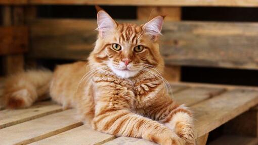 Maine Coon laranja deitado na mesa