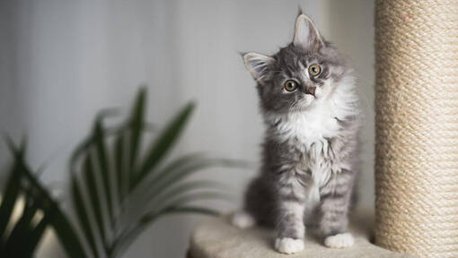 O gatinho Maine Coon a assistir de brincadeira