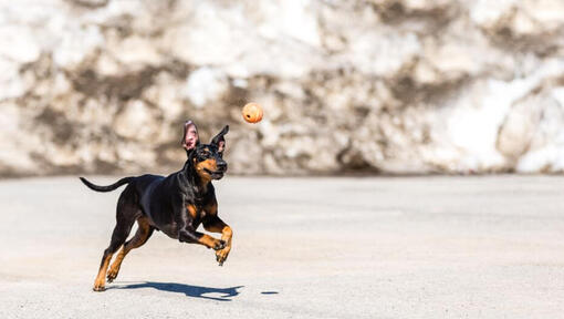 Terrier a correr na neve