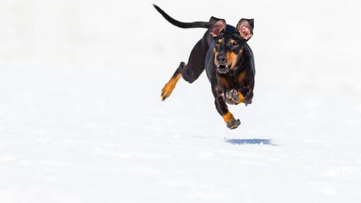 Cachorro a correr rápido na neve