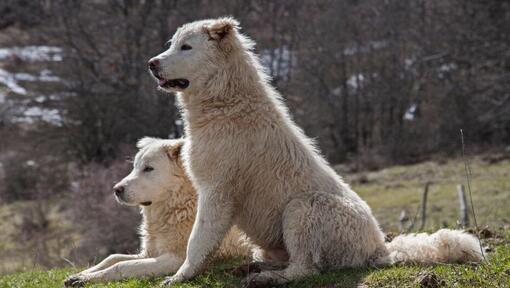 Dois cães pastores de Maremma estão a descansar no relvado