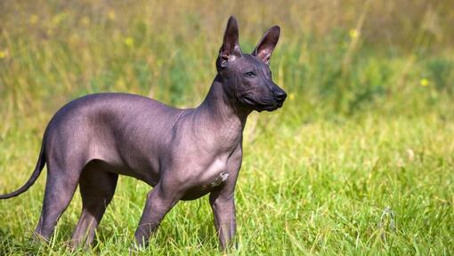 Cachorro a olhar de longe