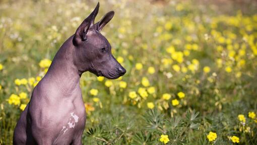 Cachorro sentado no campo de flores amarelas