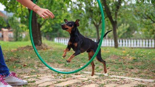 cão Pinscher miniatura a treinar